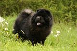 CHOW CHOW 561